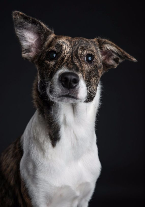 Family friend pet photography